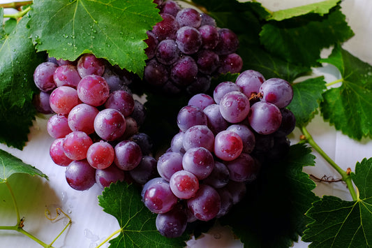 Resveratrol - The Biologic Overview